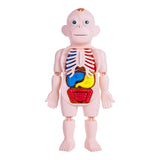 Maxbell Human Body Model for Kids Body Parts Organs for Home Demonstration Preschool