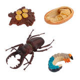 20xInsect Life Cycle Lifelike Stag Bettle Growth Teaching Aids rear teeth