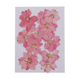 Maxbell 22 Pieces Natural Delphinium Rose Real Pressed Dried Flowers for DIY Craft