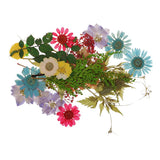 Maxbell 54pcs Natural Pressed Dried Flowers and Leaves Art Craft Supplies Decors