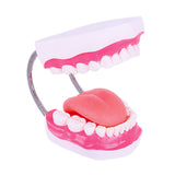 Maxbell Tooth Model Study Gifts for Teaching Practice Dental Teaching Brushing Model 6 Times Bigger
