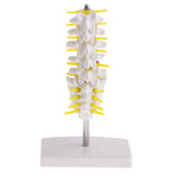 Maxbell Maxbell 15cm Replica Human 5 Lumbar Vertebrae w/ Sacrum & Coccyx Model School Teaching Tools Lab Equipment