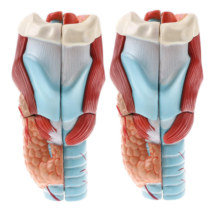 2Sets Magnify 2x Human 5 Parts Pharynx and Larynx Model  Study Kits