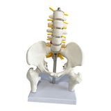 Maxbell Human Pelvis with Lumbar Vertebrae PVC Column Spinal Cord Model for Teaching style B
