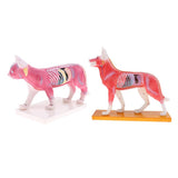 Maxbell Maxbell Dog & Cat Acupuncture Anatomical Model With Acupuncture Points Professional Teaching Tool Science Educational