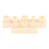 Maxbell 8Pcs Resin Teeth Model Set Educational Use Practice Tools for Teaching Study
