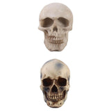 Maxbell 2pcs Realistic Replica Human Skull Resin Skull Skeleton Head