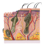 Maxbell Maxbell Human Skin Model, 50X Enlarged Science Anatomy Biology Teaching Aids School Education Supplies w/ 25 labeled diagrams