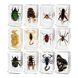 Maxbell 12 Pieces Animal in Resin Collection for Classroom Biologists Boys and Girls