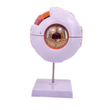 Maxbell Human Eye Anatomical Model Eyeball Display Model for Lab Observation Student