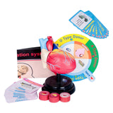 Maxbell Human Heart Model Life Size Learning Tool for Studying Exhibition Displaying