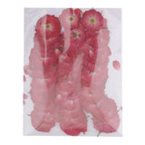 20x50pcs Beautiful Pressed Rose Flower Dried Flowers for Art Craft Scrapbooking