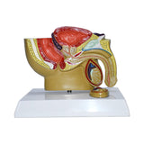 Maxbell Male Reproductive System Model Teaching Aid Realistic Training Anatomy Model