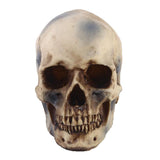 Maxbell 2pcs Realistic Replica Human Skull Resin Skull Skeleton Head