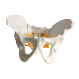 Maxbell Female Pelvis Model Classroom Demonstration Tool for Study Education Display
