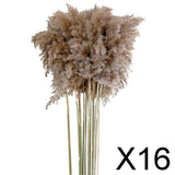 16x10x Natural Dried Pampas Grass Reed Flower Bunch Bouquet Home Decor 50-60cm