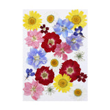 Maxbell Dried Pressed Flowers Mixed Decorative for Nail Art Candle Soap Making Epoxy Violet Red