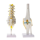 Maxbell Maxbell 1:1 Human Knee Joint Skeleton + 5 Lumbar Vertebrae Coccyx Skeleton Model