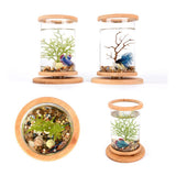 Maxbell Maxbell 1 Pc Creative Bamboo Glass Rotatable Aquarium Betta Fish Tank Desktop Decor