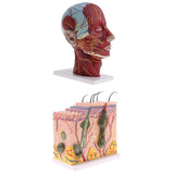 Biology Human Head Neck & Skin Anatomy Model Kids Teaching Aids Kit