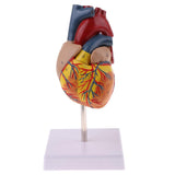 Maxbell Maxbell Human Anatomical Heart Model, Life Size, Detachable 2 Parts, Organ Model Anatomy School Teaching Learning Tools