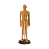 Maxbell Human Body Model Teaching Tool PVC High Detail for Teaching Student Training Brown Male