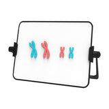 Maxbell Meiosis Chromosome Change Model Kit Science Reusable with Bracket Red and Blue