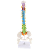 Maxbell 17inch Scientific Ultra Flexible Spine Model for Anatomy Teaching Learning - Aladdin Shoppers