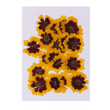 Maxbell 40 Pieces Real Pressed Dried Flowers DIY Art Crafts Scrapbooking Card Making
