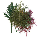 Maxbell 54pcs Natural Pressed Dried Flowers and Leaves Art Craft Supplies Decors