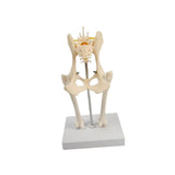 Anatomical Mould Lifelike Portable Craft Decorative Dog Skeleton Display Mould Hip Joint