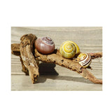 Maxbell Maxbell Aquarium Single-sided Adhesive Poster Background Sticker Escargots 122x61cm