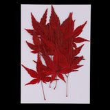 Maxbell 12 Pieces Natural Pressed Dried Flower Leaves Red Maple Leaf Embellishment for Card Making DIY Phone Case Decoration 4-4.5cm - Aladdin Shoppers