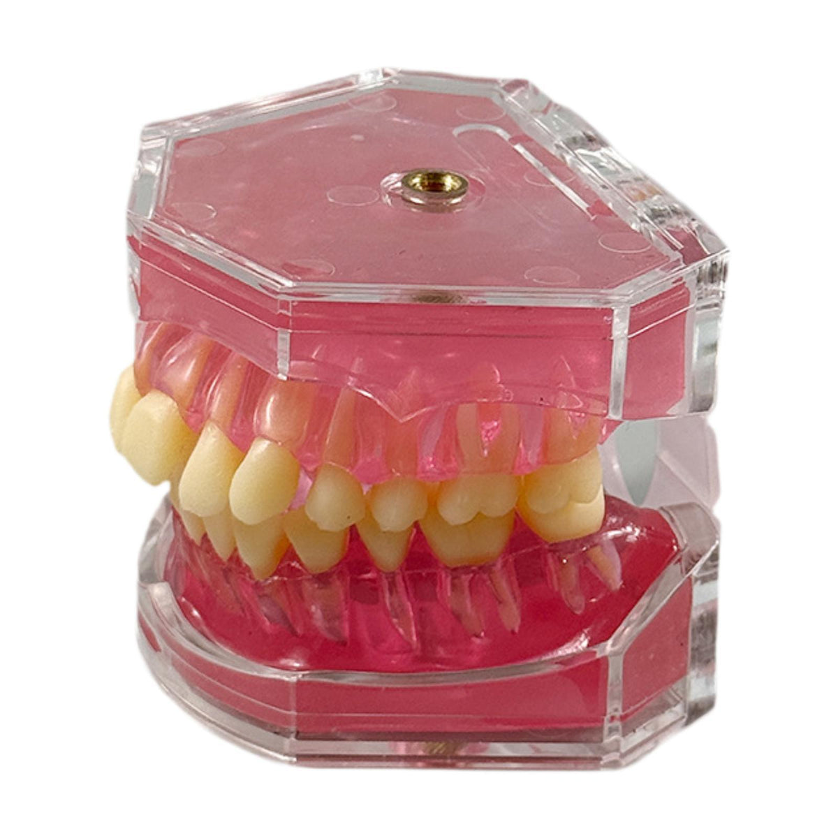 Maxbell Oral Teaching Model Practice Instrument Study Supplies Demonstration Display