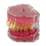 Maxbell Oral Teaching Model Practice Instrument Study Supplies Demonstration Display
