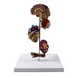 Maxbell Human Organs Toy Realistic 3D Organs Model for Age 4+ Preschool School