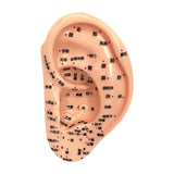 Maxbell Ear Model Educational Versatile Lab Supplies Study Chinese Medical Meridians 13cm