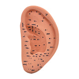 Maxbell Ear Model Educational Versatile Lab Supplies Study Chinese Medical Meridians 22cm