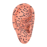 Maxbell Ear Model Educational Versatile Lab Supplies Study Chinese Medical Meridians 16cm