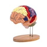 Maxbell 2x Enlarged Human Brain Model 4 Parts for Learning Psychology Teaching Study