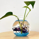 Maxbell 9xClear Glass Flower Planter Vase Terrarium Container Fish Tank Table Decor