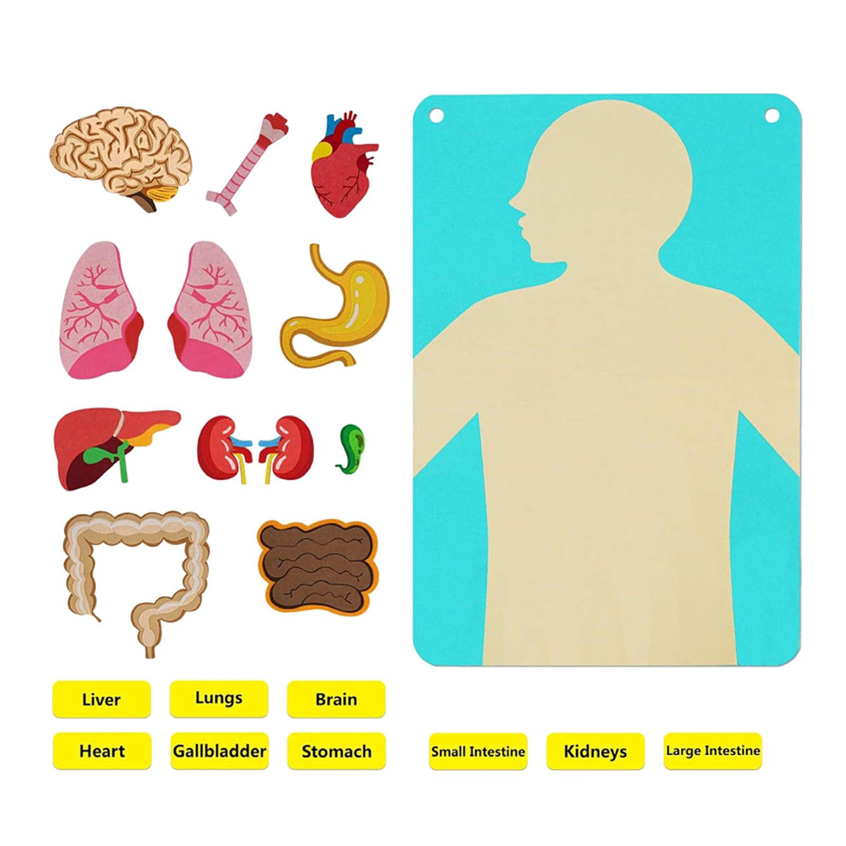 Maxbell Teaching Body Parts Felt Board Diy Body Structure Puzzle for Gift Kids
