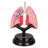 Maxbell Respiratory System Model Human Lung Puzzle for Demonstration Kids Child Home