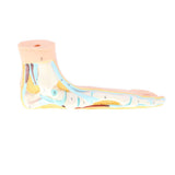 Maxbell Maxbell 1:1 Lifesize Human Flat Foot Model with Ligaments Bones Muscles Anatomical Model Kit