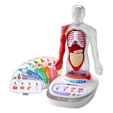 Maxbell Human Body Model for Kids Body Parts Organs for Child Class Teacher Supplies