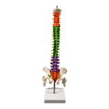 Maxbell Spine Model Colored Scientific Medical Skeleton for Science Study Lab School