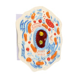 Maxbell Cell Anatomy Model Teaching Birthday Toy Study Classroom Biology Science Kit Animal Cell Model