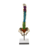 Maxbell Human Spine Skeleton Statue for Demonstration Biology Class Educational Tool