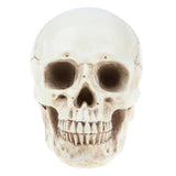 Maxbell Maxbell Lab Learning Resources - 1:1 Lifesize Human Head Skull Skeleton Anatomy Model