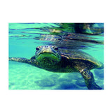 Maxbell Maxbell Aquarium Single-sided Adhesive Poster Background Sticker Turtle 61x41cm